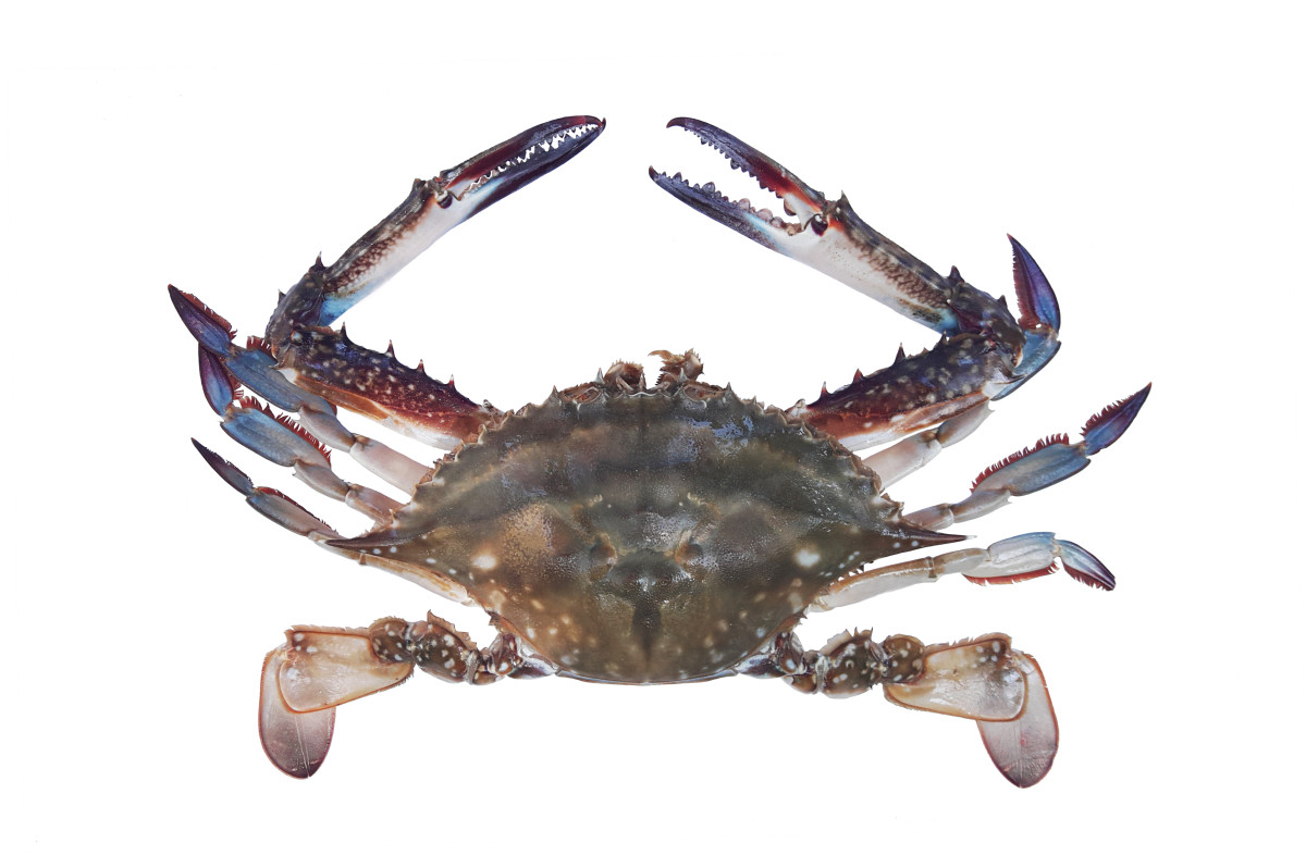 ▲꽃게 (사진제공=국립수산과학원)