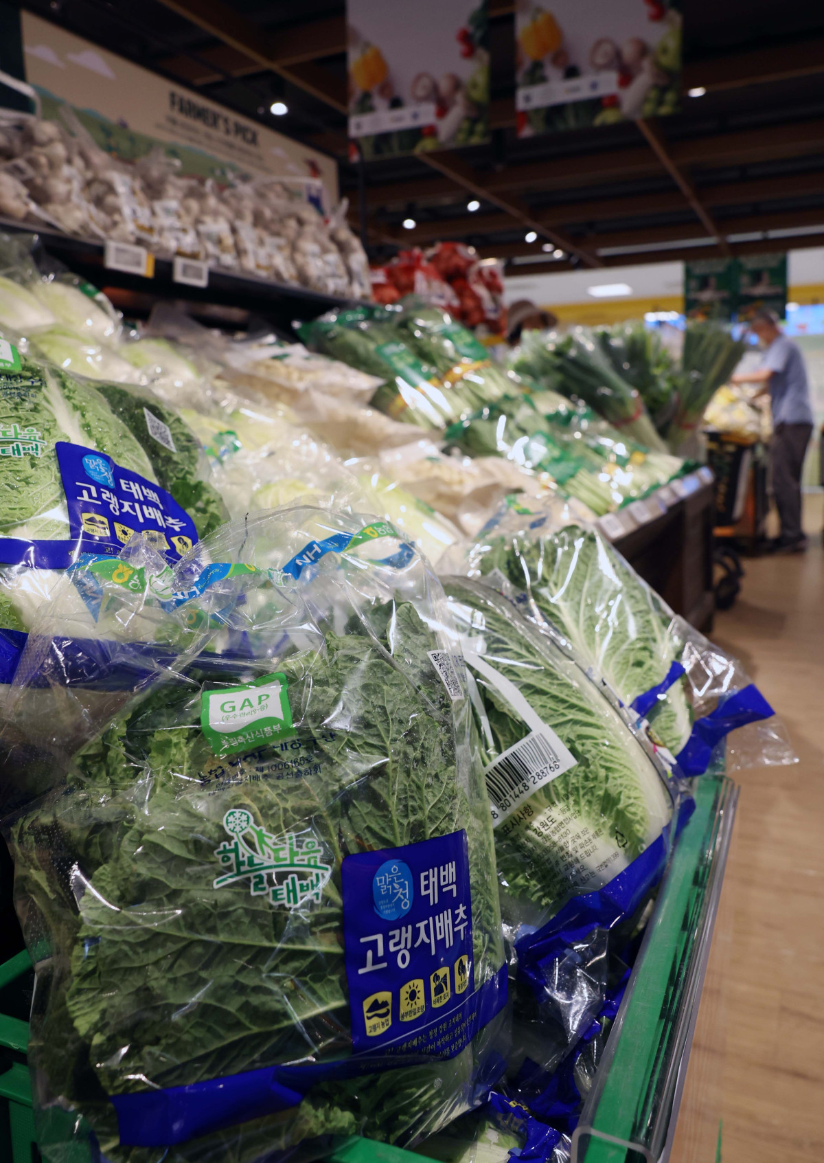 ▲폭염과 폭우가 반복되는 이상기후 영향으로 배추 한 포기가 7000원을 넘어서는 등 채소 물가가 들썩이는 가운데 19일 서울의 한 대형마트에 배추가 진열되어 있다. 한국농수산식품유통공사(aT) 농산물유통정보에 따르면 18일 기준 배추 상품 기준 평균 소매가격은 7062원으로 1년 전(6463원)보다 9.3% 올랐다. 평년보다는 11% 높은 수준이고, 전달 대비 상승률은 52%에 달했다. 신태현 기자 holjjak@