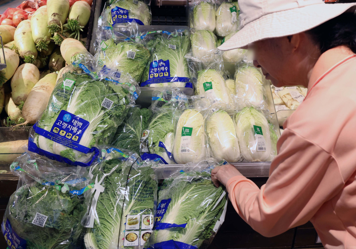 ▲폭염과 폭우가 반복되는 이상기후 영향으로 배추 한 포기가 7000원을 넘어서는 등 채소 물가가 들썩이는 가운데 8월 19일 서울의 한 대형마트에 배추가 진열되어 있다.  (신태현 기자 holjjak@)
