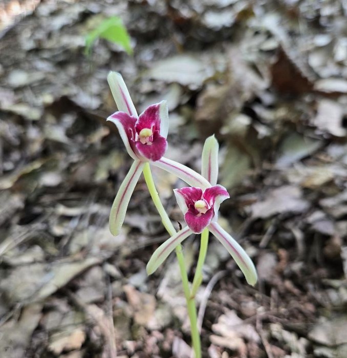▲제주시 우도에서 집단 자생이 확인된 대흥란. (사진제공=제주도)