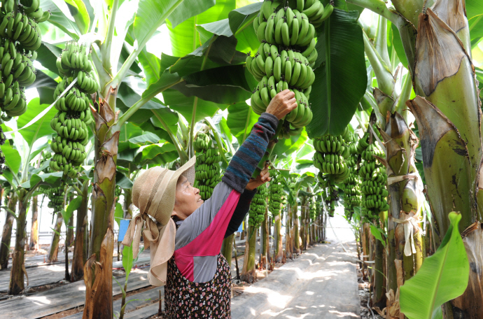 ▲전남 해남군 북평면에 위치한 바나나농장이다. 기후변화로 전남의 평균기온이 상승하면서 바나나·망고·구아바 등 아열대 작물이 농가의 새로운 소득 작목으로 자리 잡고 있다. (사진제공=전남도)