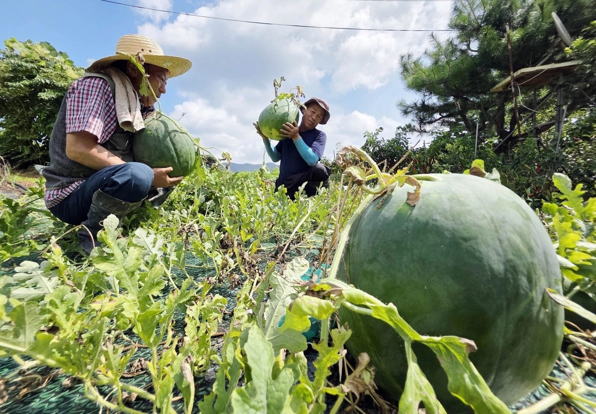 ▲광주 무등산수박 재배농가에서 무등산 수박을 수확하고 있다. (사진제공=광주시 북구청)