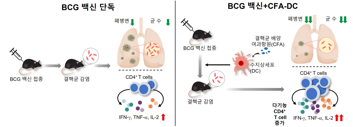 ▲BCG 백신 단독 마우스 그룹보다 수지상세포 병용 그룹에서 결핵 백신 효과가 뛰어났다. (연세의료원)