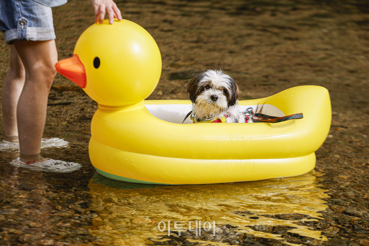 ▲전국 대부분 지역에 폭염특보가 발효된 17일 경기 과천시 관악산계곡을 찾은 반려견이 보호자와 함께 물놀이를 하며 더위를 식히고 있다. 이날 기상청은 당분간 최고 체감온도가 33도 안팎으로 오르면서 무덥겠다고 예보했다. 조현호 기자 hyunho@