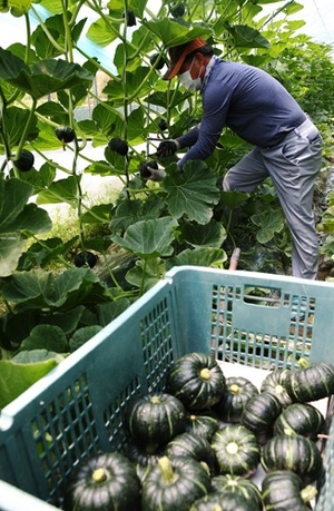 ▲전남 함평군은 지역 농가 소득 증대와 소비자에게 건강 먹거리를 제공하기 위해 단호박 기획전을 열고 있다. (사진제공=함평군)