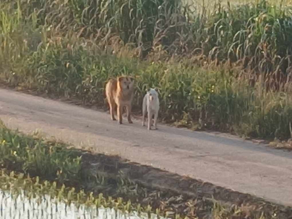 ▲전남 영광에서 야생 들개가 무리지어 출몰해 가축 피해는 물론 사람까지 위협하고 있다. (사진제공=영광군)