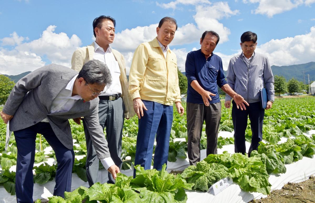 ▲홍문표 한국농수산식품유통공사(aT) 사장이 25일 전북 남원시 준고랭지 여름배추 포전 현장을 찾아 재배 현황을 점검하고 있다. (사진제공=한국농수산식품유통공사)