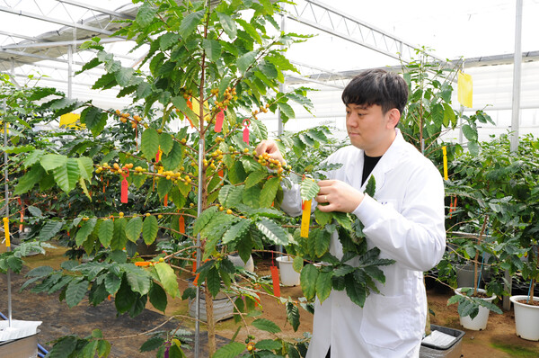 ▲전남도농업기술원 관계자가 전남에서 재배 중인 커피 콩을 살펴보고 있다. (사진제공=전남도)