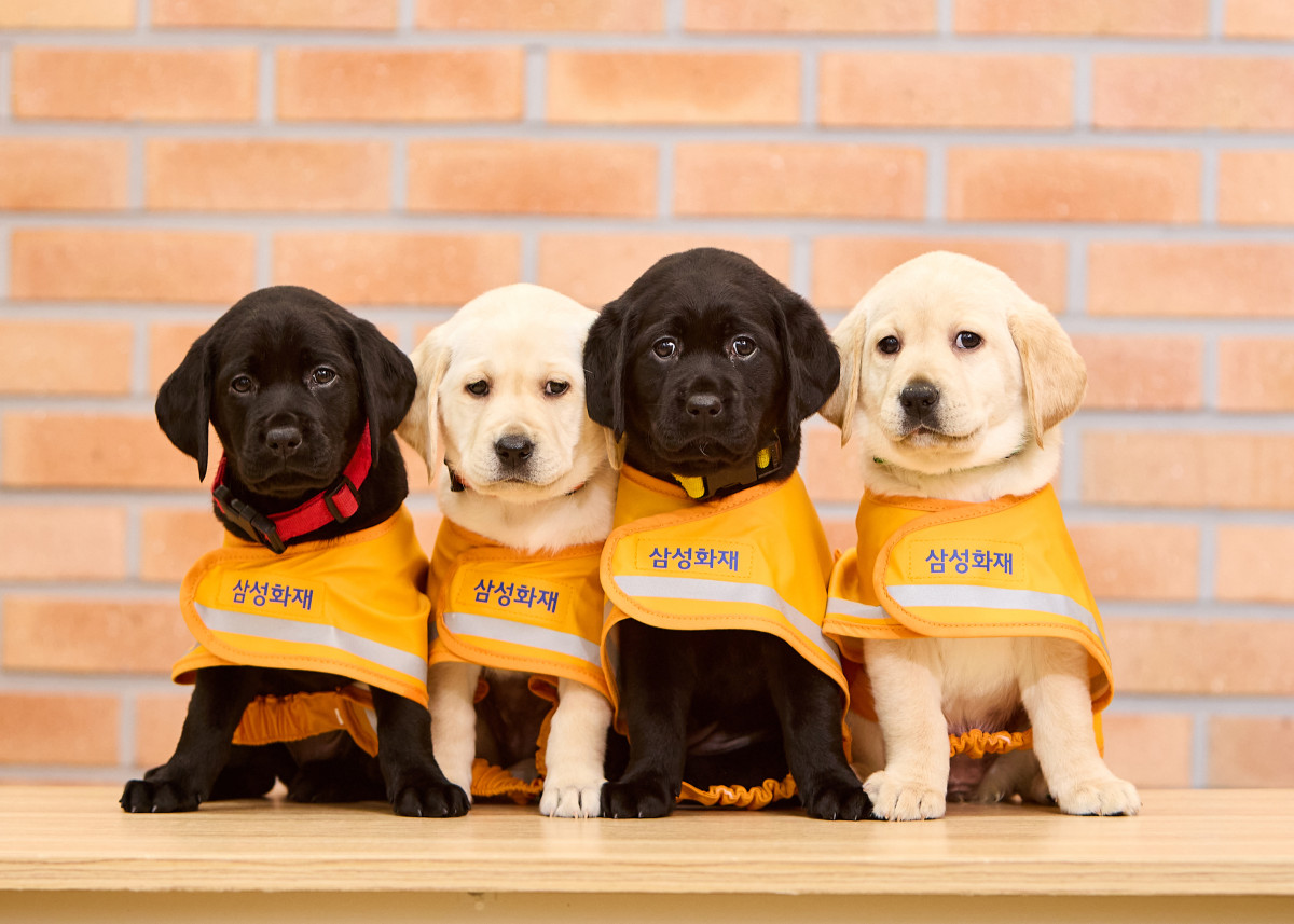 ▲안내견학교 예비 안내견들 모습. (삼성화재 제공)