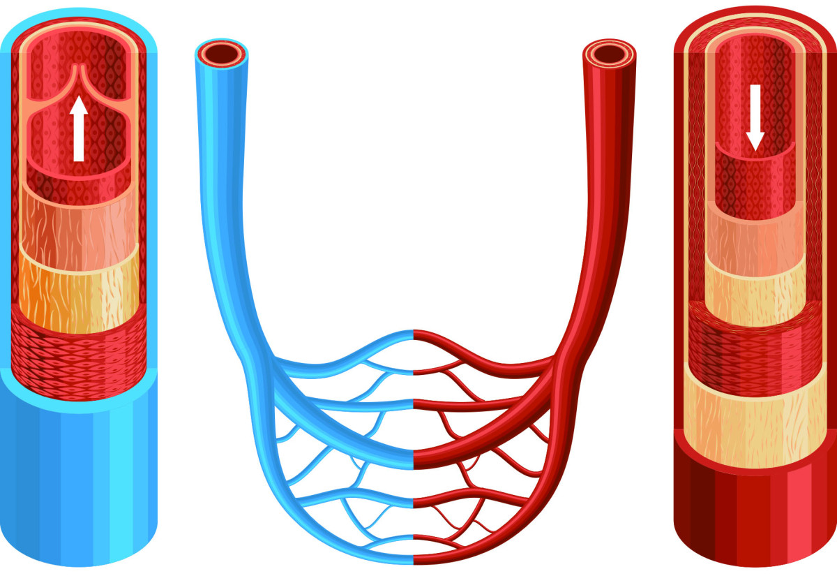▲서로 다른 동맥(Artery)과 정맥(Vein) 혈관의 단면도. 붉은색이 동맥 혈관, 파란색이 정맥 혈관. 두 혈관의 차이는 혈관을 구성하는 중간층의 근육세포 밀도에 있다.