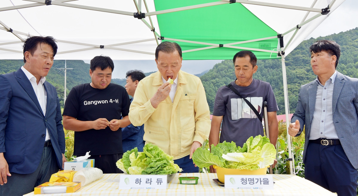 ▲홍문표 한국농수산식품유통공사 사장이 26일 강원 정선군 준고랭지 여름배추 시범재배지 현장을 찾아 재배 상황을 확인하고 여름배추를 맛 보고 있다. (사진제공=한국농수산식품유통공사)