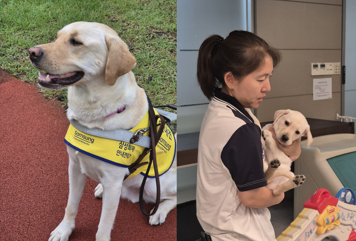 ▲26일 경기 용인 삼성화재 안내견학교 32주년 기념식에서 시범 안내견 '고리'가 포즈를 취하고 있다.(왼쪽) 예비 안내견이 훈련사의 품에 안겨있다. (여다정 기자 yeopo@)