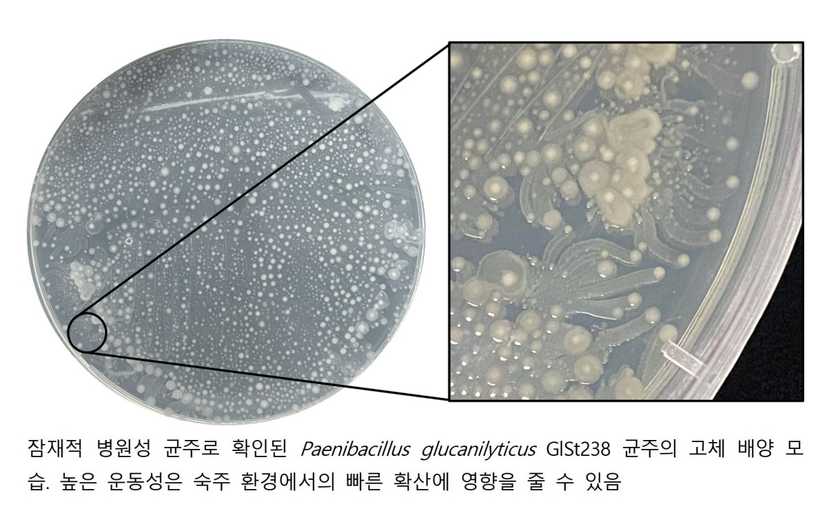 ▲남극 빙하 속에서 발견된 미생물 중 일부에서 인체 감염 우려가 있는 균이 발견됐다. (극지연구소)
