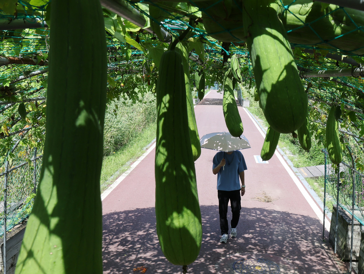 ▲서울 마포구 하늘공원에서 양산을 쓴 시민이 수세미와 조롱박 덩굴을 지나며 더위를 피하고 있다. (연합뉴스)