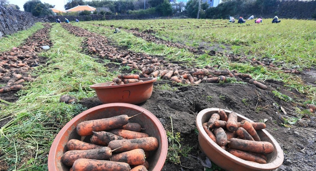 ▲제주도 당근 수확하는 모습이다 (사진제공=연합뉴스)