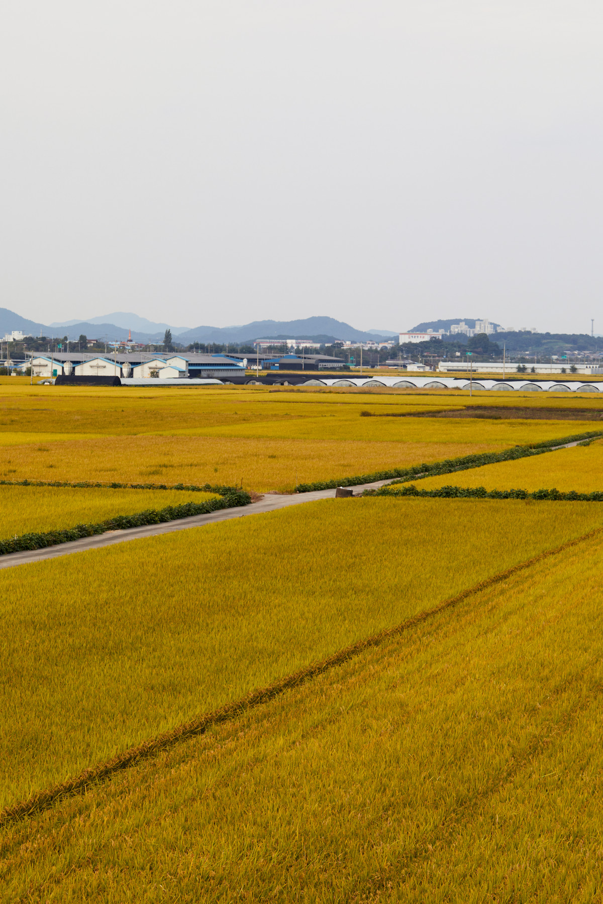 ▲농촌 풍경 (게티이미지뱅크)