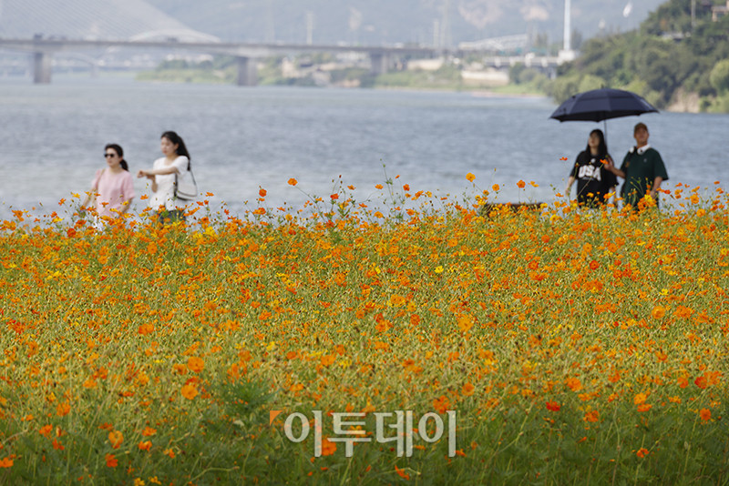 ▲서울 낮 최고기온이 31도를 기록하며 폭염주의보가 발효 중인 29일 경기 남양주 한강공원 삼패지구에 가을을 재촉하는 코스모스가 활짝 피어있다. 고이란 기자 photoeran@