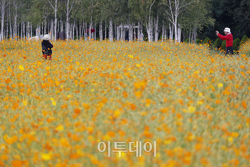 ▲서울 낮 최고기온이 31도를 기록하며 폭염주의보가 발효 중인 29일 경기 남양주 한강공원 삼패지구에 가을을 재촉하는 코스모스가 활짝 피어있다. 고이란 기자 photoeran@