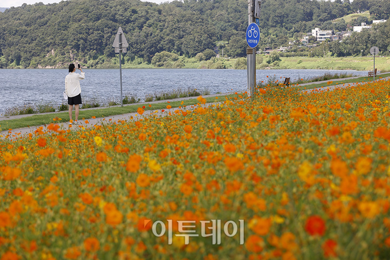▲서울 낮 최고기온이 31도를 기록하며 폭염주의보가 발효 중인 29일 경기 남양주 한강공원 삼패지구에 가을을 재촉하는 코스모스가 활짝 피어있다. 고이란 기자 photoeran@