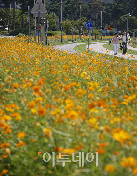 ▲서울 낮 최고기온이 31도를 기록하며 폭염주의보가 발효 중인 29일 경기 남양주 한강공원 삼패지구에 가을을 재촉하는 코스모스가 활짝 피어있다. 고이란 기자 photoeran@