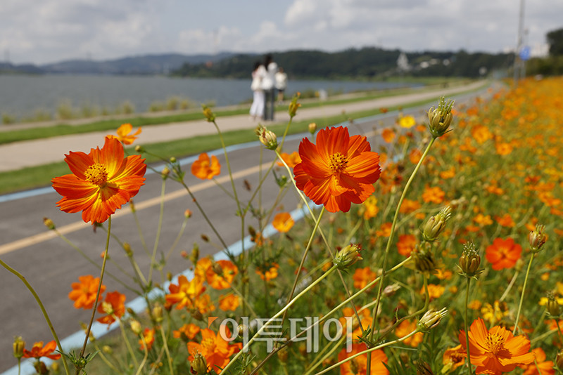 ▲서울 낮 최고기온이 31도를 기록하며 폭염주의보가 발효 중인 29일 경기 남양주 한강공원 삼패지구에 가을을 재촉하는 코스모스가 활짝 피어있다. 고이란 기자 photoeran@