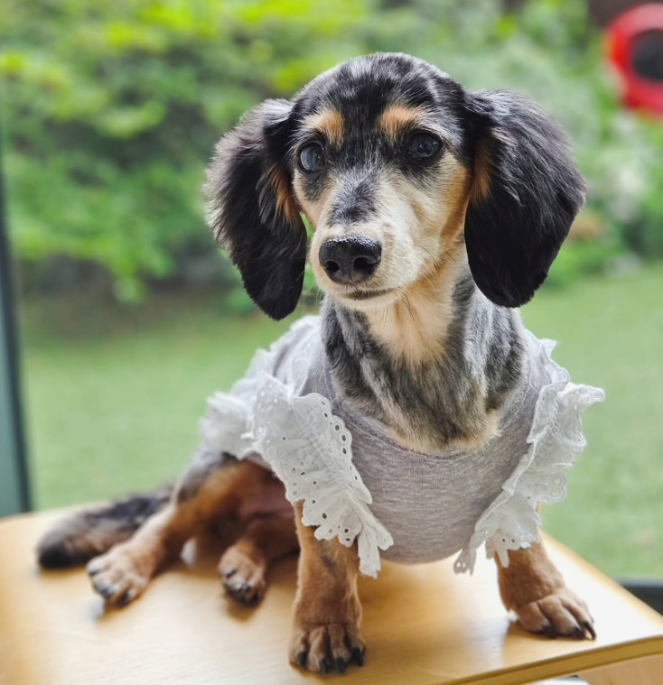 ▲그룹 ‘샤이니’ 멤버 고(故) 종현의 반려견 루. (출처=루SNS)