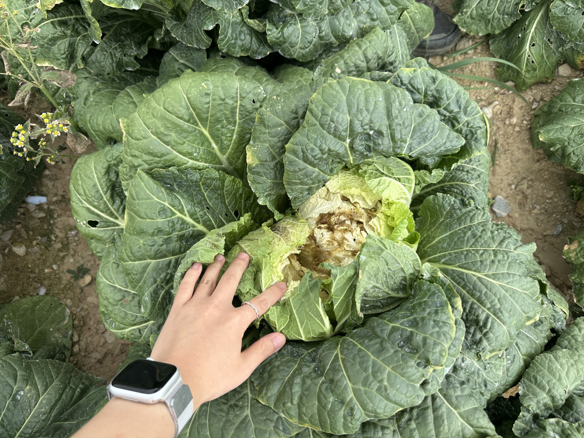 ▲극심한 가뭄을 겪는 29일 오전 강원 강릉시 왕산면 안반데기에 배추가 수확되지 못한 채 폐기를 앞두고 있다. (연합뉴스)