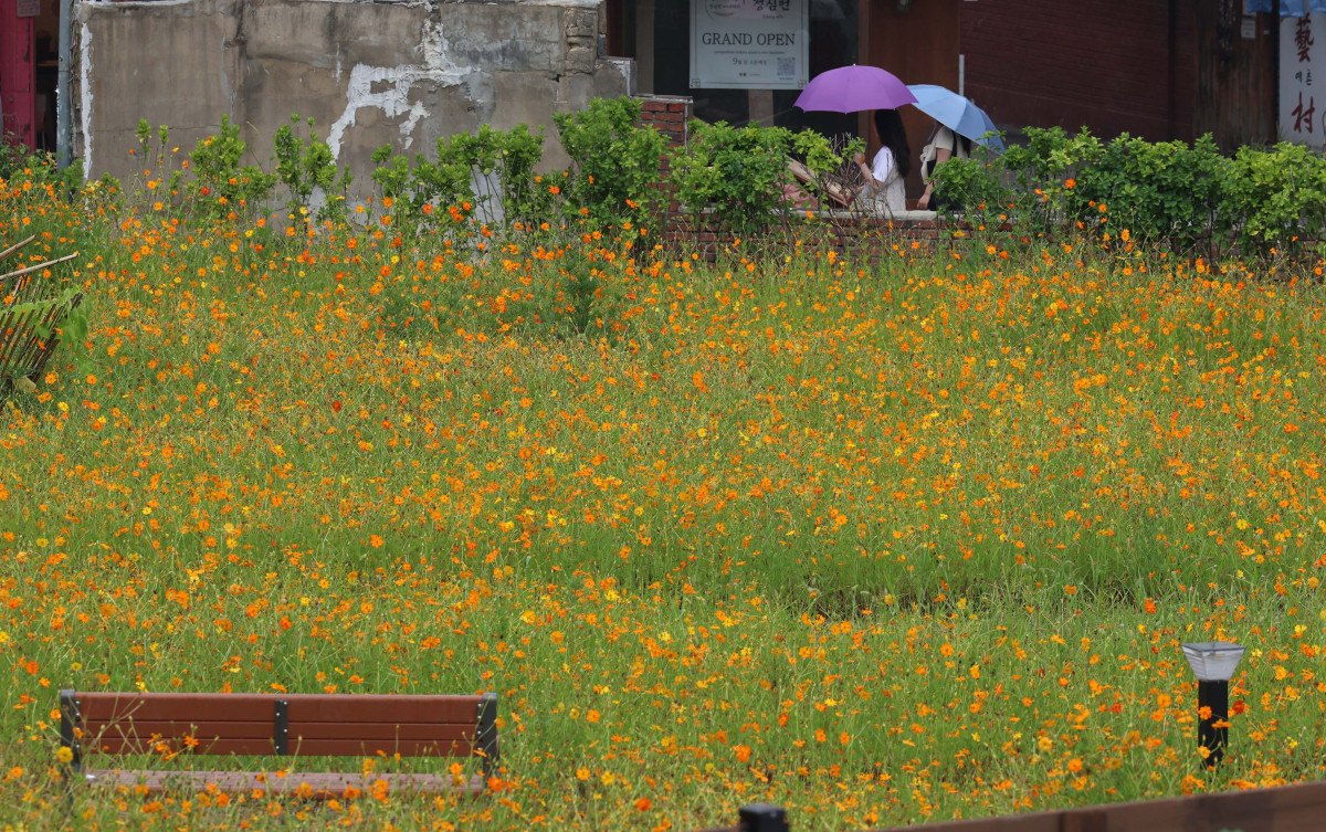 ▲처서(處暑)가 지났지만 전국에 무더운 날씨가 이어지고 소나기가 내린 31일 경기 수원시 화성행궁 인근에 피어난 황화코스모스가 가을이 성큼 다가왔음을 알리고 있다. 신태현 기자 holjjak@