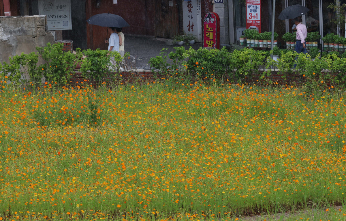 ▲처서(處暑)가 지났지만 전국에 무더운 날씨가 이어지고 소나기가 내린 31일 경기 수원시 화성행궁 인근에 피어난 황화코스모스가 가을이 성큼 다가왔음을 알리고 있다. 신태현 기자 holjjak@