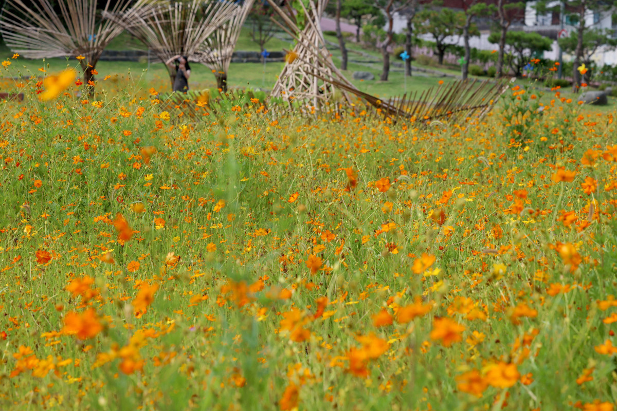 ▲처서(處暑)가 지났지만 전국에 무더운 날씨가 이어지고 소나기가 내린 31일 경기 수원시 화성행궁 인근에 피어난 황화코스모스가 가을이 성큼 다가왔음을 알리고 있다. 신태현 기자 holjjak@