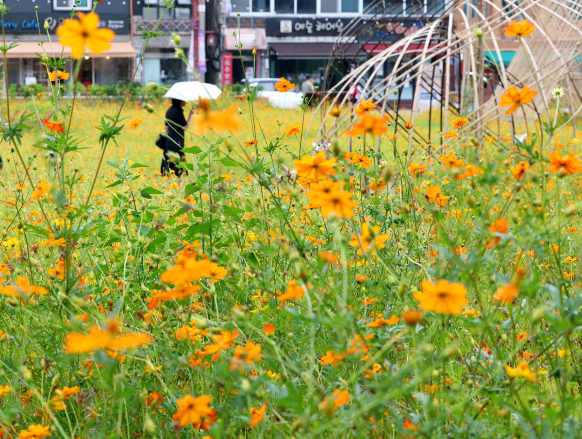 ▲처서(處暑)가 지났지만 전국에 무더운 날씨가 이어지고 소나기가 내린 31일 경기 수원시 화성행궁 인근에 피어난 황화코스모스가 가을이 성큼 다가왔음을 알리고 있다. (신태현 기자 holjjak@)