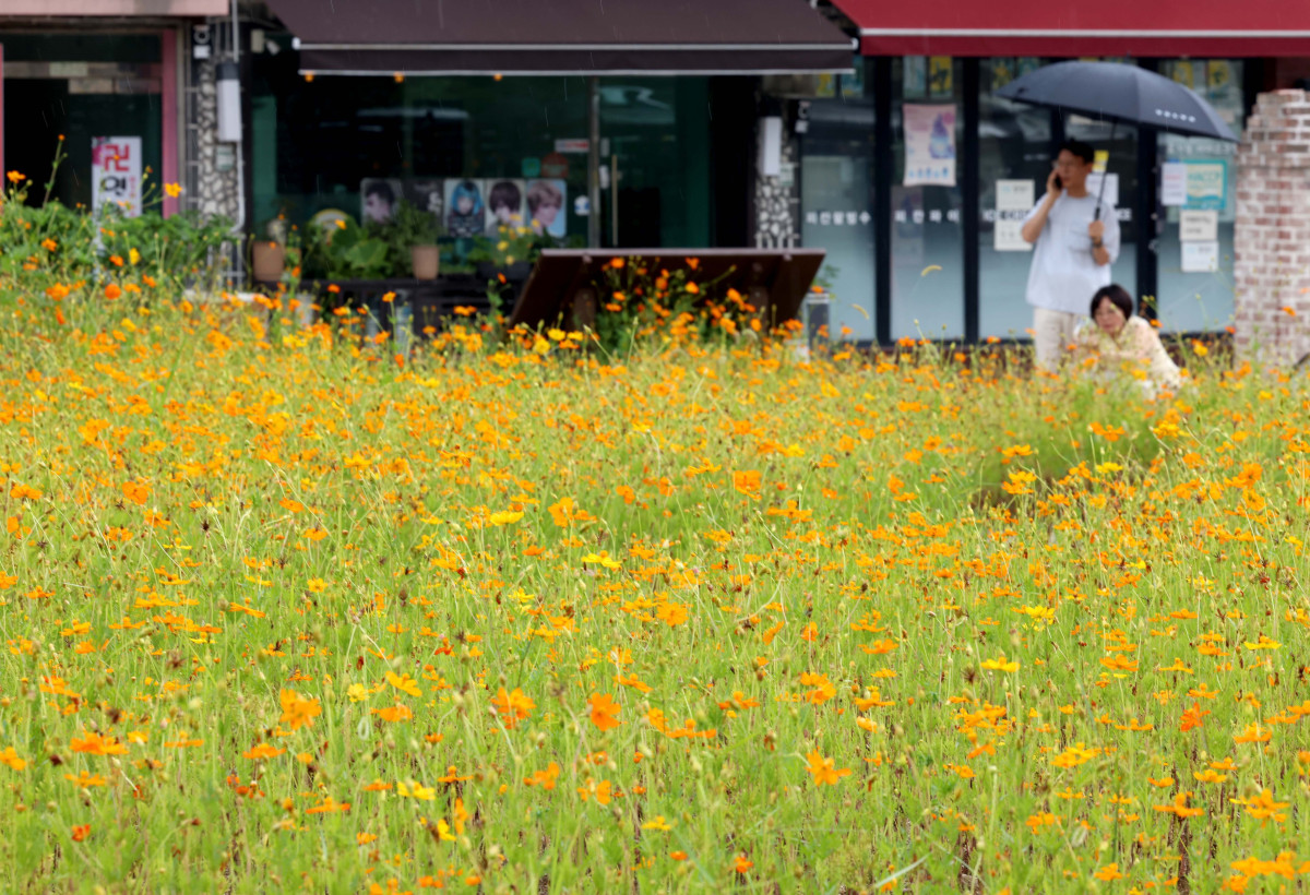 ▲처서(處暑)가 지났지만 전국에 무더운 날씨가 이어지고 소나기가 내린 31일 경기 수원시 화성행궁 인근에 피어난 황화코스모스가 가을이 성큼 다가왔음을 알리고 있다. 신태현 기자 holjjak@