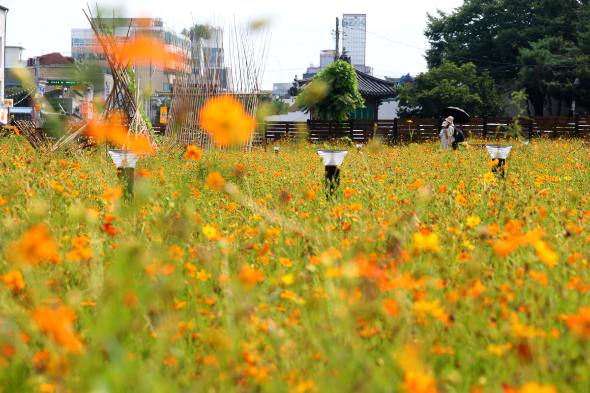 ▲처서(處暑)가 지났지만 전국에 무더운 날씨가 이어지고 소나기가 내린 31일 경기 수원시 화성행궁 인근에 피어난 황화코스모스가 가을이 성큼 다가왔음을 알리고 있다. 신태현 기자 holjjak@