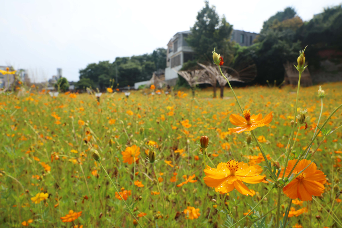 ▲처서(處暑)가 지났지만 전국에 무더운 날씨가 이어지고 소나기가 내린 31일 경기 수원시 화성행궁 인근에 피어난 황화코스모스가 가을이 성큼 다가왔음을 알리고 있다. 신태현 기자 holjjak@