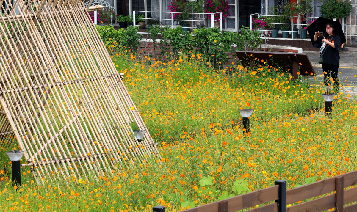 ▲처서(處暑)가 지났지만 전국에 무더운 날씨가 이어지고 소나기가 내린 31일 경기 수원시 화성행궁 인근에 피어난 황화코스모스가 가을이 성큼 다가왔음을 알리고 있다. 신태현 기자 holjjak@