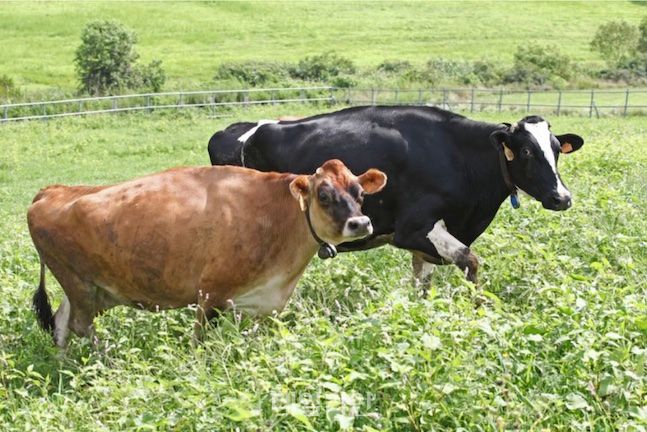 ▲갈색 젖소 저지종(앞)과 국내 사육품종 홀스타인종(뒤) (사진제공=농림축산식품부)