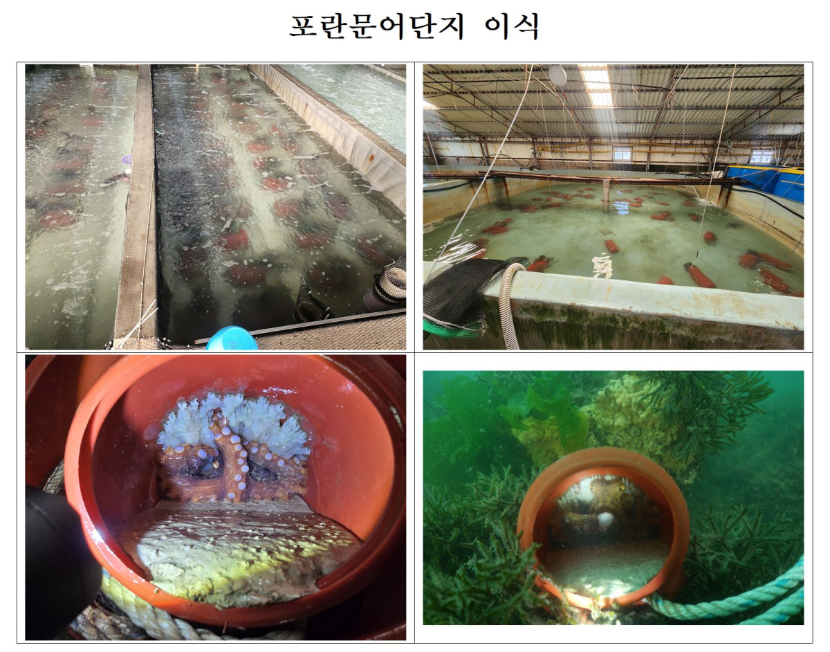▲포란문어단지 이식 모습. (사진제공=한국수산자원공단)