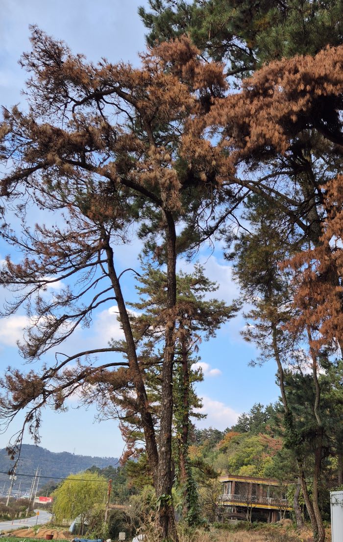 ▲전남 순천~여수간 해안도로 주변 야산에 크고 작은 소나무가 소나무재선충병에 의해 고사하고 있는 모습이다. (사진제공=한승하 기자)