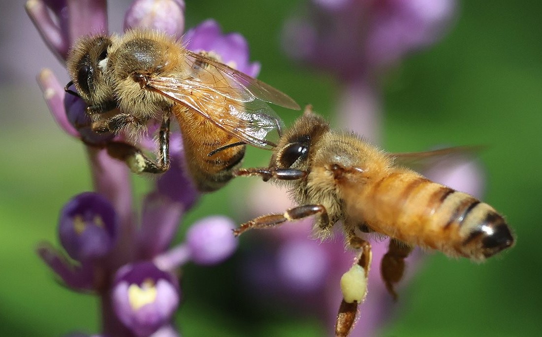 ▲ 제주 서귀포시 남원읍 휴애리 자연생활공원에서 꿀벌들이 맥문동 꽃에서 꿀을 따고 있다. (사진제공=연합뉴스)