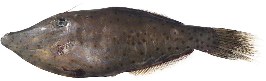 (사진제공=식품의약품안전처)