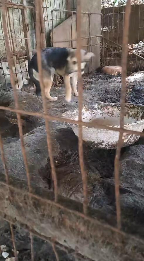 ▲전남 순천 야산서 개 도살장 적발해 9마리 구조. (사진제공=독자)