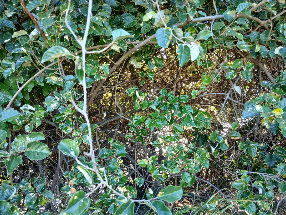 ▲국내 자생나무인 보리밥나무. (사진제공=국립산림과학원)