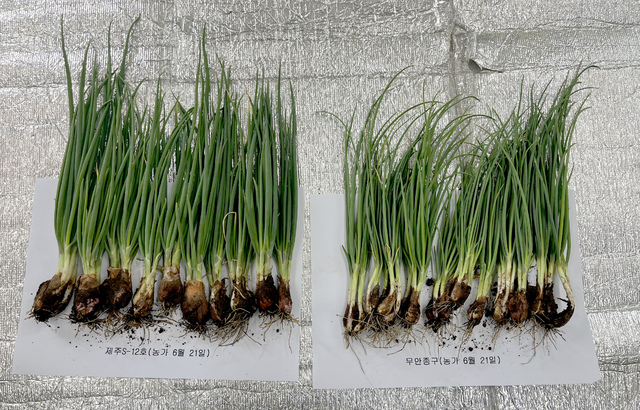 ▲제주도농업기술원이 여름철 신소득작물 발굴을 위해 자체 선발한 '제주S-12호'(왼쪽) 모습. 재래종 쪽파에 비해 길이·굵기·무게 등 상품성이 우수했다.  (사진제공=연합뉴스)