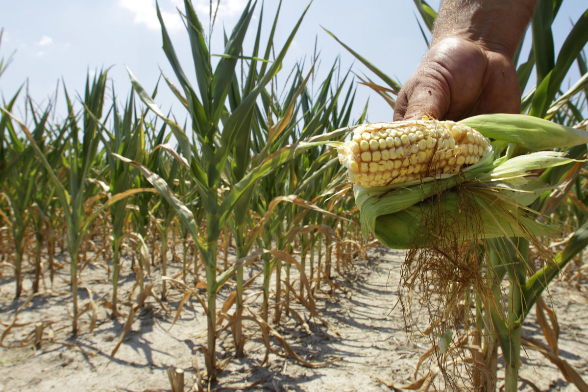 ▲쌀(93%)을 제외한 곡물 자급률은 1% 안팎에 머물고 있다. 이들 대부분 수입에 의존하다보니 대외 변수에 가격이 민감하게 반응한다. 극단적으로 수입 의존도가 높아질 경주, 먹거리는 종종 상대국을 압박하는 도구로 악용되기도 한다.  (AP뉴시스)