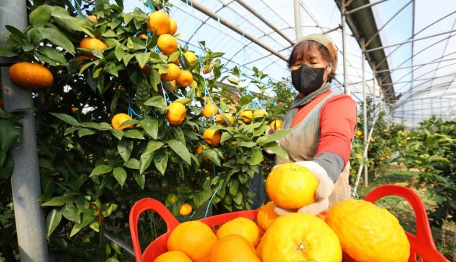 ▲제주도 한 감귤 농장에서 귤을 따는 모습이다. (사진제공=연합뉴스)
