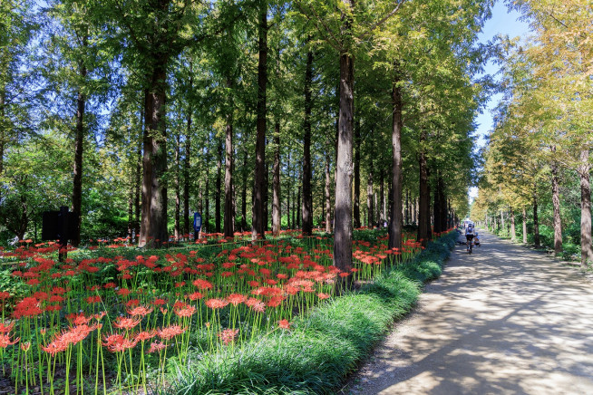 ▲난지 테마관광 숲길 모습. (사진제공=마포구)