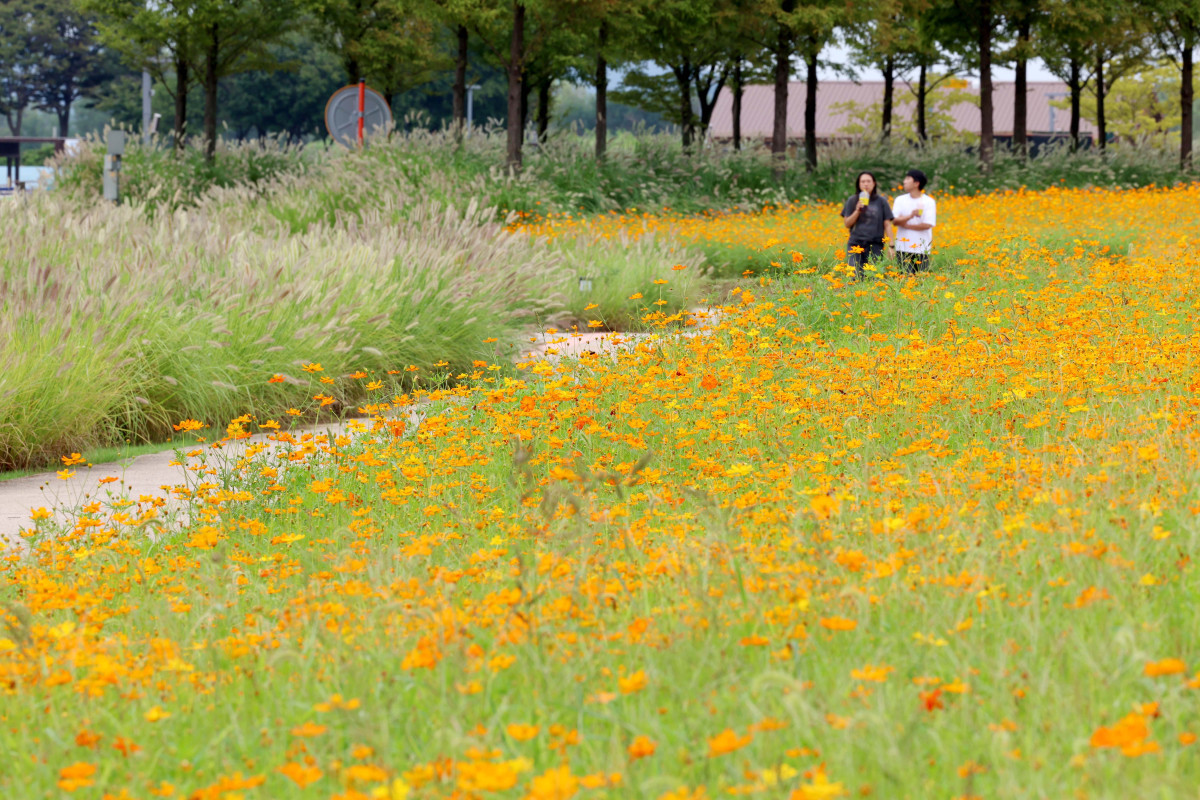 ▲절기상 백로(白露)가 지나고 전국의 폭염특보가 모두 해제되는 등 무더위가 누그러진 가운데 9일 경기 시흥시 갯골생태공원의 수크령과 황화코스모스가 가을이 왔음을 알리고 있다. 신태현 기자 holjjak@
