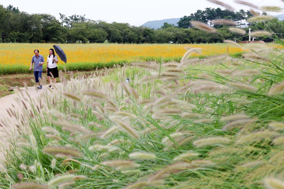 ▲절기상 백로(白露)가 지나고 전국의 폭염특보가 모두 해제되는 등 무더위가 누그러진 가운데 9일 경기 시흥시 갯골생태공원의 수크령과 황화코스모스가 가을이 왔음을 알리고 있다. 신태현 기자 holjjak@