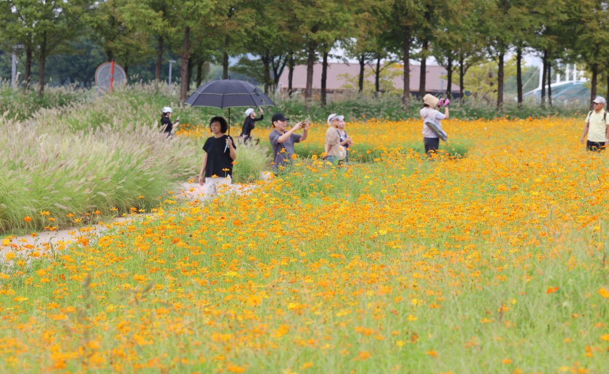 ▲절기상 백로(白露)가 지나고 전국의 폭염특보가 모두 해제되는 등 무더위가 누그러진 가운데 9일 경기 시흥시 갯골생태공원의 수크령과 황화코스모스가 가을이 왔음을 알리고 있다. 신태현 기자 holjjak@