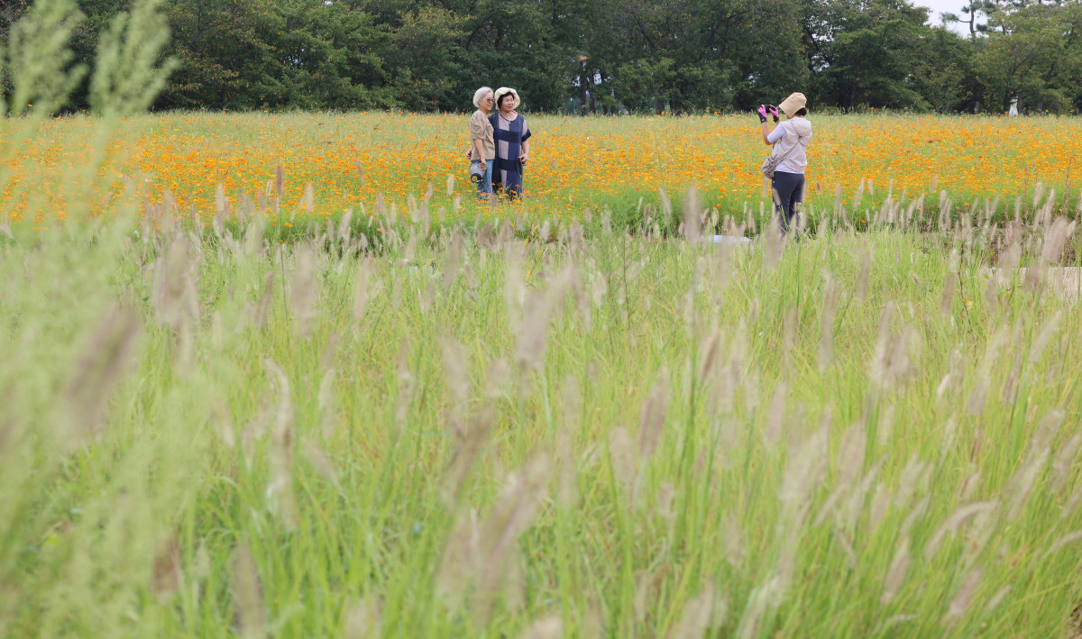 ▲절기상 백로(白露)가 지나고 전국의 폭염특보가 모두 해제되는 등 무더위가 누그러진 가운데 9일 경기 시흥시 갯골생태공원의 수크령과 황화코스모스가 가을이 왔음을 알리고 있다. 신태현 기자 holjjak@